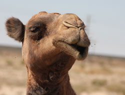 Rallye Bremen – Shanghai 2010